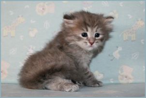 
Female Siberian Kitten from Deedlebug Siberians